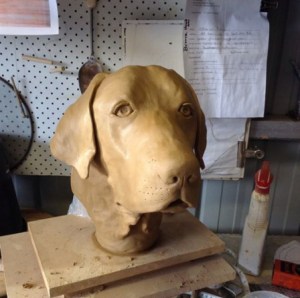 Labradore in the making.